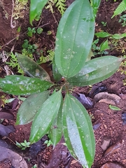 Cinnamomum malabatrum