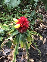 Costus comosus