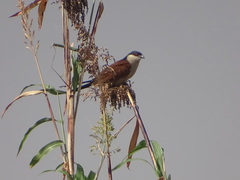 Centropus senegalensis