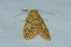 Miltochrista stenovalva