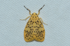 Miltochrista stenovalva