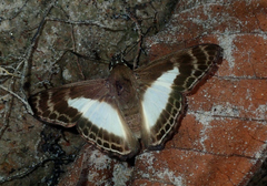 Sophista aristoteles