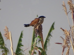 Centropus senegalensis