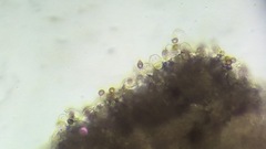 Agaricus devoniensis