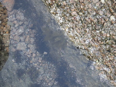 Ectocarpales