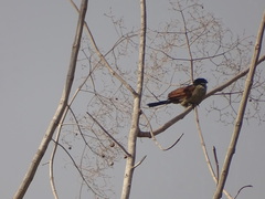 Centropus senegalensis