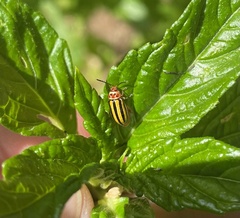 Disonycha spilotrachela
