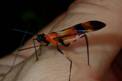 Hiranetis braconiformis
