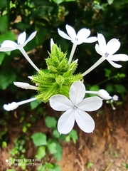 Plumbago zeylanica