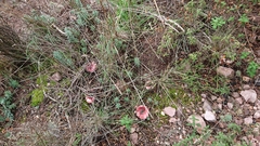 Russula cessans