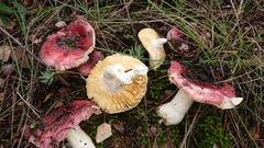 Russula cessans