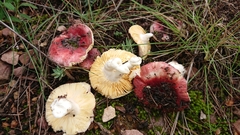 Russula cessans