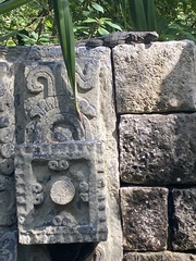 Iguanidae