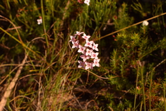 Erica fastigiata
