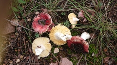Russula cessans