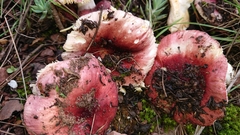 Russula cessans