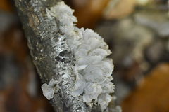 Tremella fuciformis