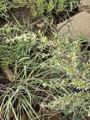 Diospyros lycioides nitens