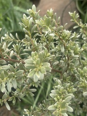 Diospyros lycioides nitens