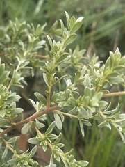 Diospyros lycioides nitens