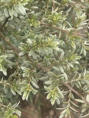 Diospyros lycioides nitens