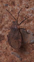 Spartocera