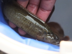 Dictyosoma temminckii