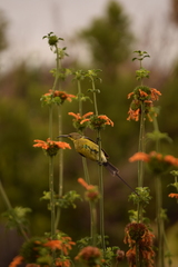 Nectarinia famosa famosa