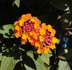 Lantana camara