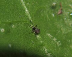 Cryptachaea blattea