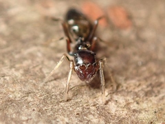 Myrmarachne inermichelis