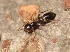 Myrmarachne inermichelis