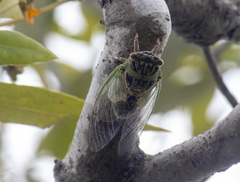 Arunta interclusa