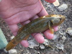 Gobiiformes