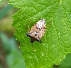 Elasmucha ferrugata