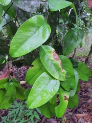 Garcinia