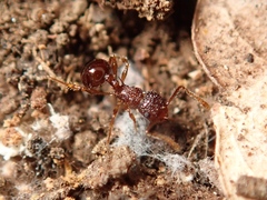 Pristomyrmex punctatus