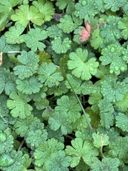 Geranium carolinianum