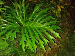 Thaumatophyllum bipinnatifidum