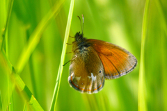 Coenonympha glycerion