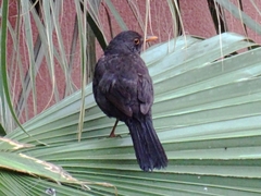Turdus merula