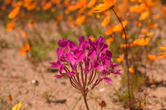 Pelargonium incrassatum