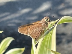 Asbolis capucinus