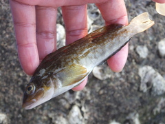 Hexagrammos otakii