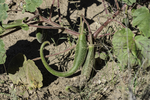 Doubleclaw (Proboscidea parviflora)