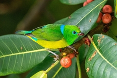 Chlorophonia cyanea