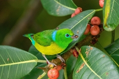 Chlorophonia cyanea