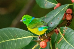 Chlorophonia cyanea
