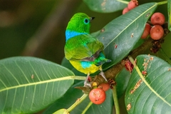 Chlorophonia cyanea