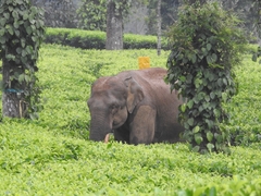 Elephas maximus indicus